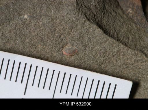 undet. Trilobita