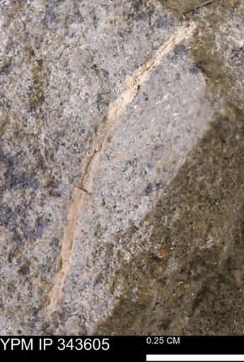 undet. Bivalvia