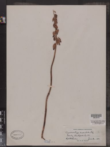 Corallorhiza maculata