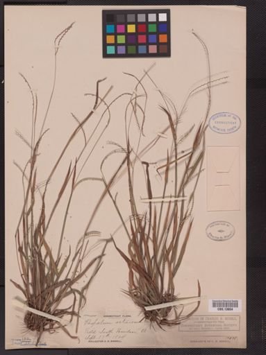 Paspalum setaceum