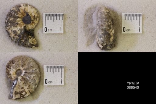 undet. Scaphitidae