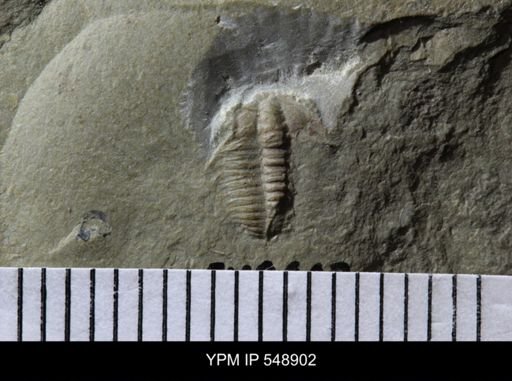 undet. Trilobita