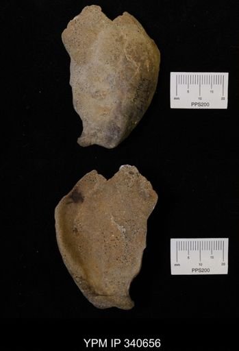 Ostrea translucida