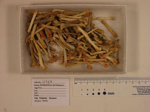 Vertebrata