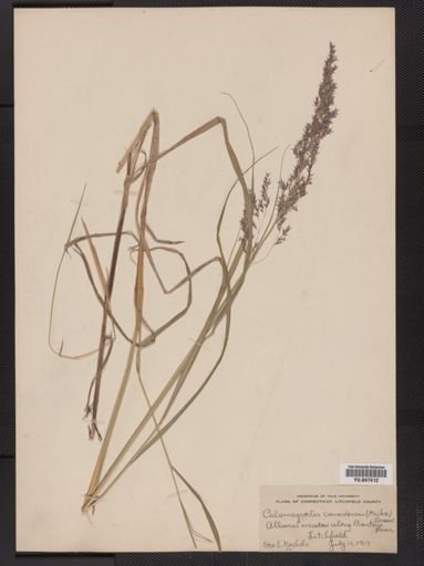 Calamagrostis canadensis