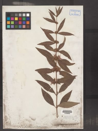 Decodon verticillatus