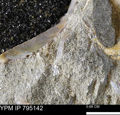 undet. Bivalvia
