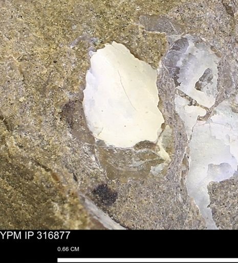 Phelopteria