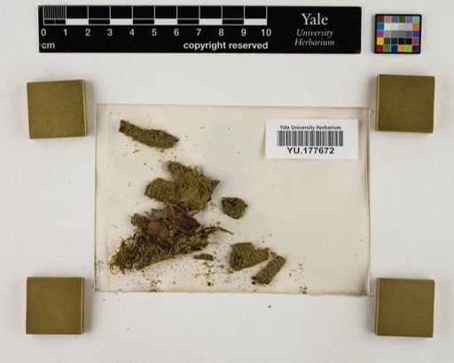 Plantae