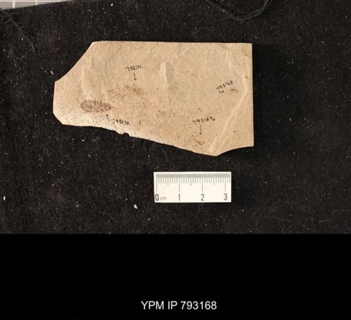 undet. Curculionidae