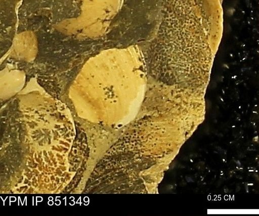 Limopsis striatopunctatus