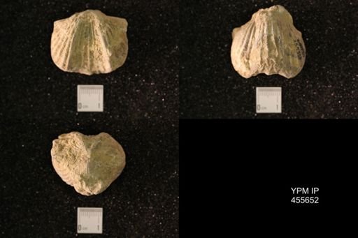 Platystrophia ponderosa