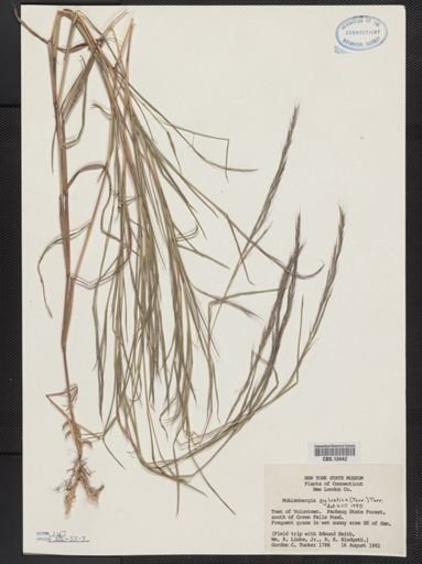 Muhlenbergia sylvatica