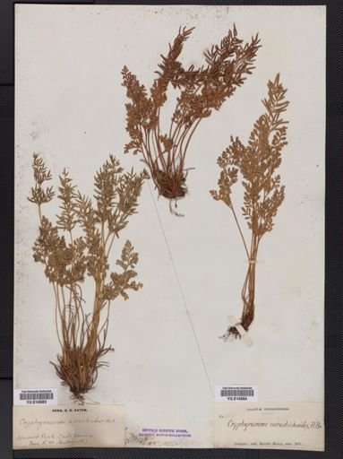 Cryptogramma