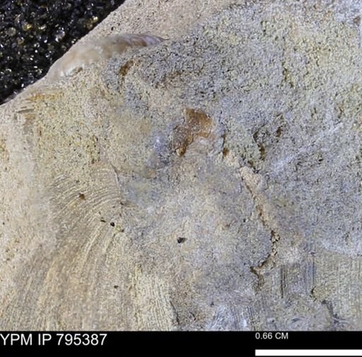 undet. Bivalvia