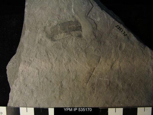 undet. Eurypterida
