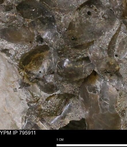 Protocardia?