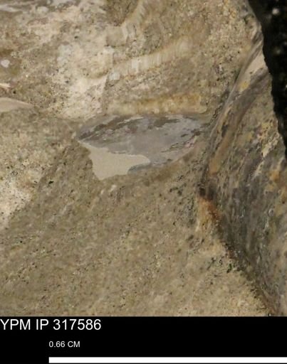 undet. Mollusca
