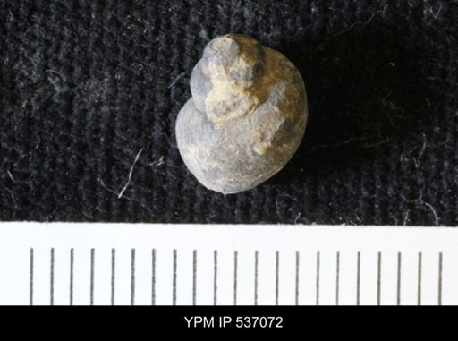 Viviparus montanaensis