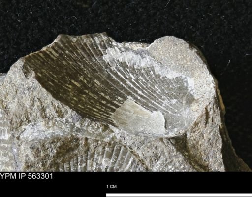 Oxytoma (Hypoxytoma)