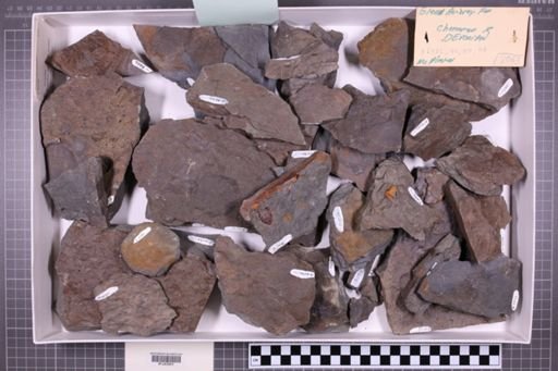 mixed taxa, stratigraphic collection