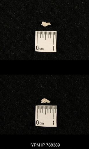 taxon undetermined