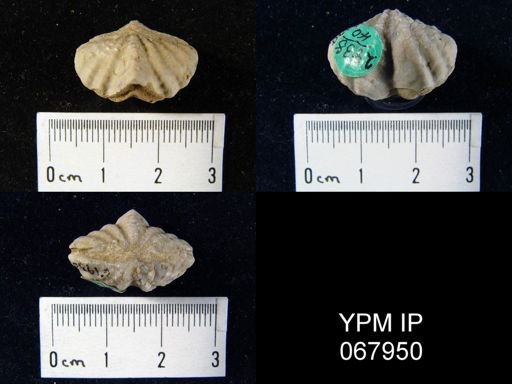 Delthyris perlamellosa