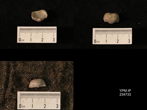 Marginifera splendens