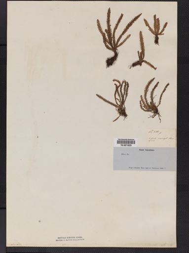 Polypodium