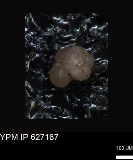 undet. Foraminiferida