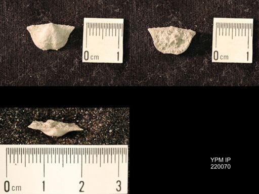 Chonetina flemingi alata