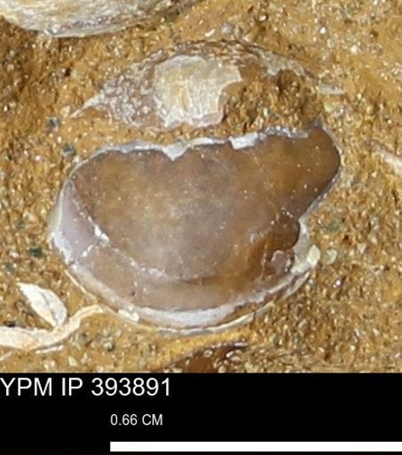 Protocardia?