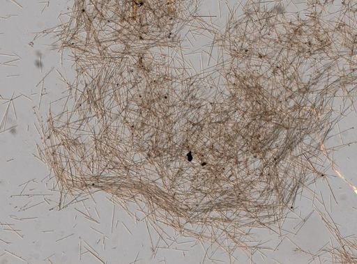 Clathria juniperina