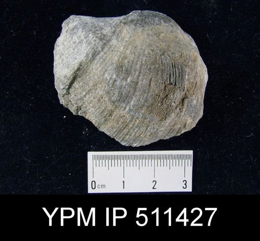 Strophodonta sp.