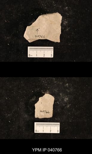 Ephemeroptera
