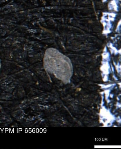 Spirolocammina subcircularis