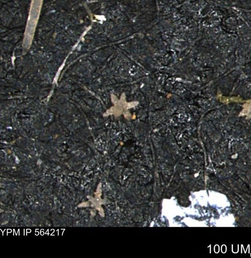 undet. Porifera