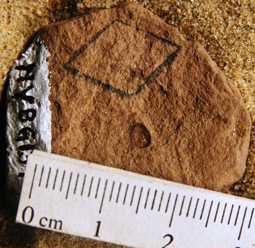 Carpites sp.