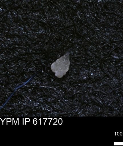 undet. Heterohelicidae