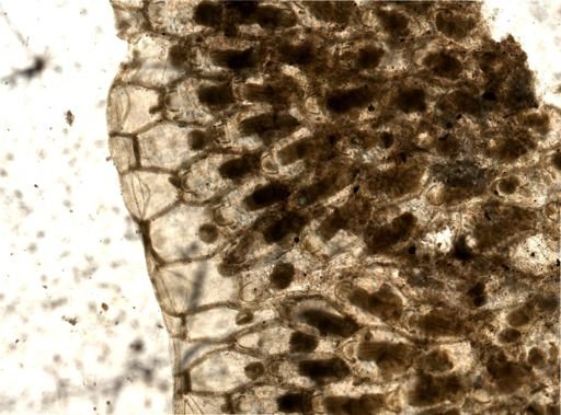 Fenestrulina