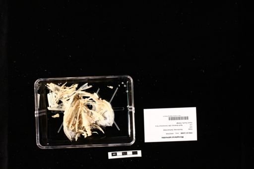 Micropterus salmoides