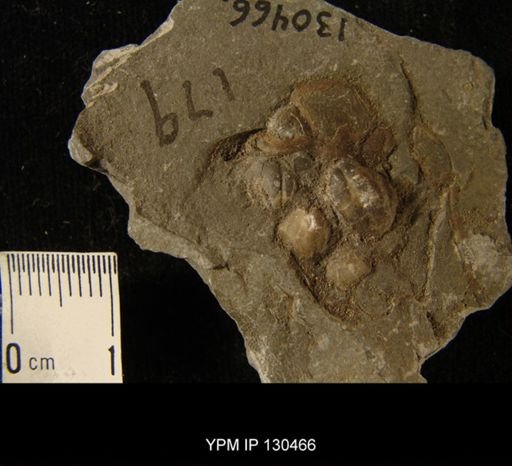 Phacops rana