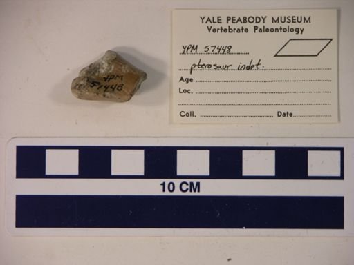Pterodactylidae