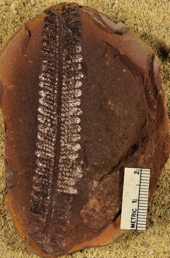 Pecopteris