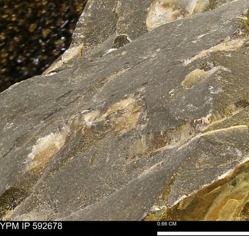 undet. Bivalvia