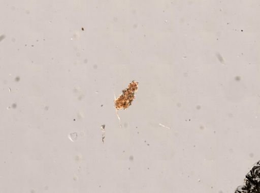 Epitomapta roseola