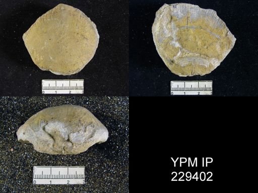 Derbya sp.