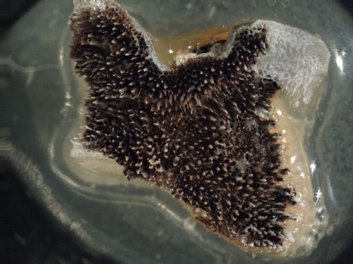 Lichenopora