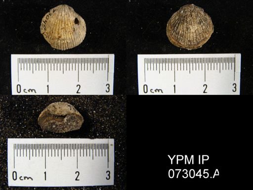 Atrypa tennesseensis