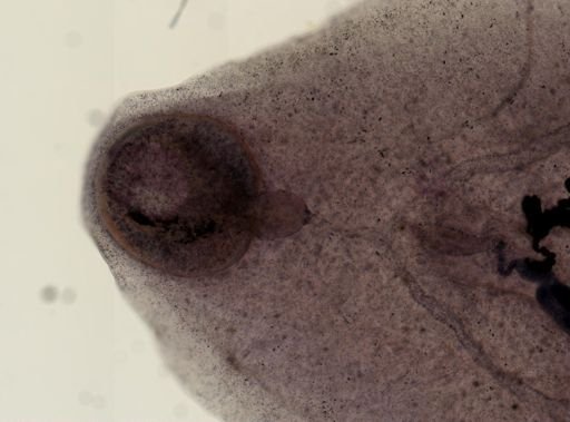 Eurytrema pancreaticum